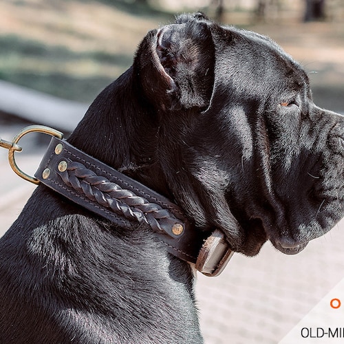 Cane Corso Genuine Leather Dog Collar 3" wide 23.5"-27" neck Mastiff 