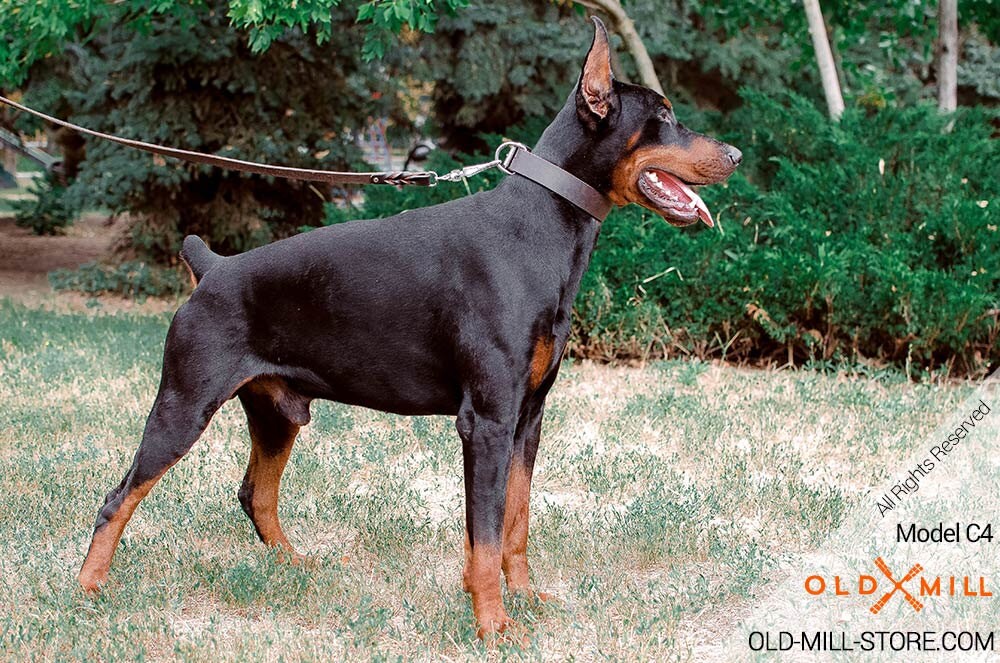 doberman pinscher collars
