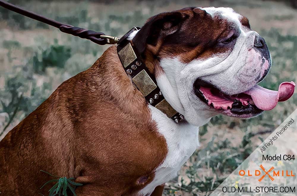 Ropa para bulldog inglés, camas, collares, accesorios, arneses