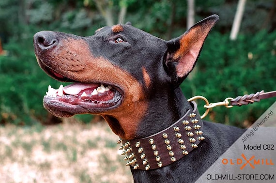 doberman with gold chain