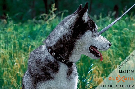 siberian husky collars