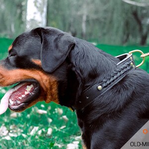 rottweiler collars