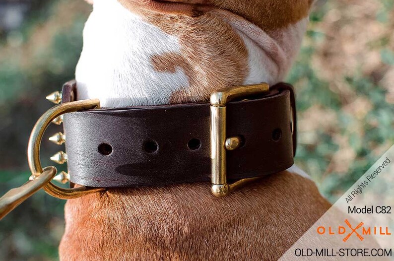 Pitbull Collar. 3 Inch Wide Leather Dog Collar With Goldlike Etsy