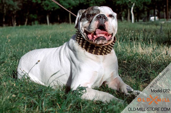 bulldog spike collar