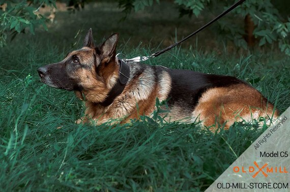 slip collar for german shepherd