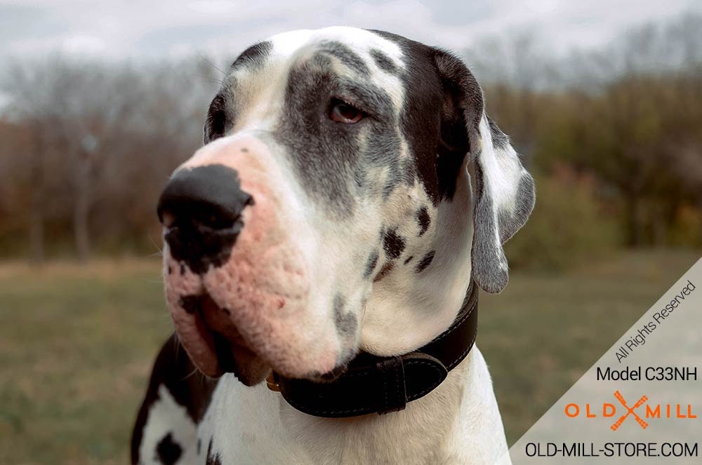 are great danes banned in kuwait