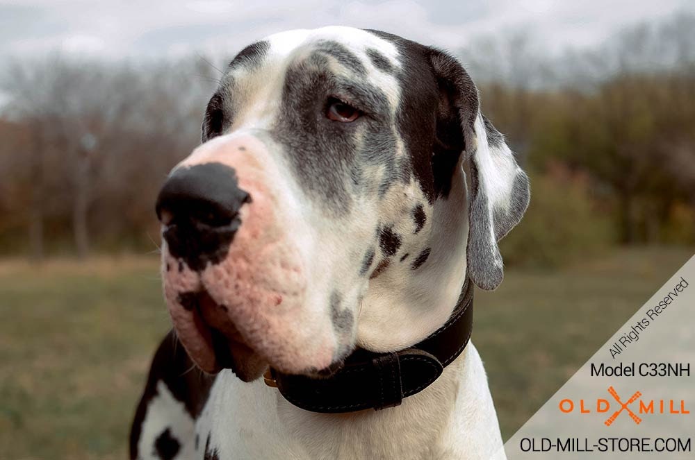 Are Great Danes Banned In Kuwait