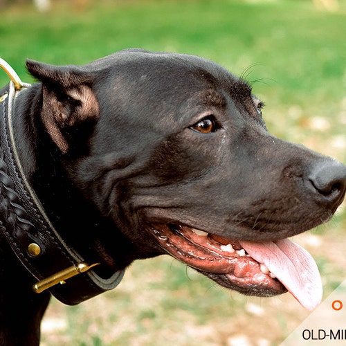 Pit Bull collar,Leather collar-Hand Stitched,Strong Leather Collar for pitbull 