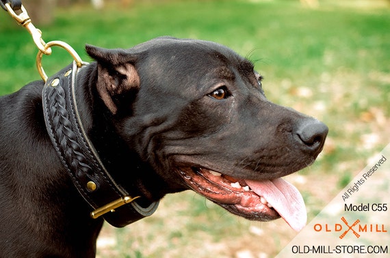 pitbull collar
