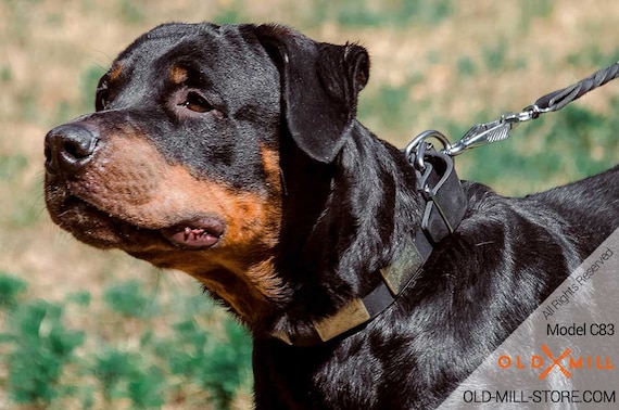 cool rottweiler collars
