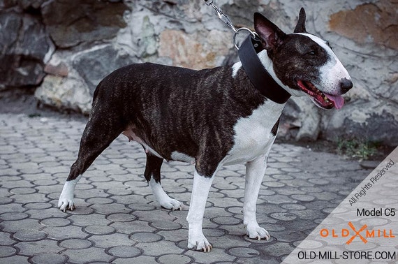 Collar de perro de extra ancho para Inglés Terrier Etsy España