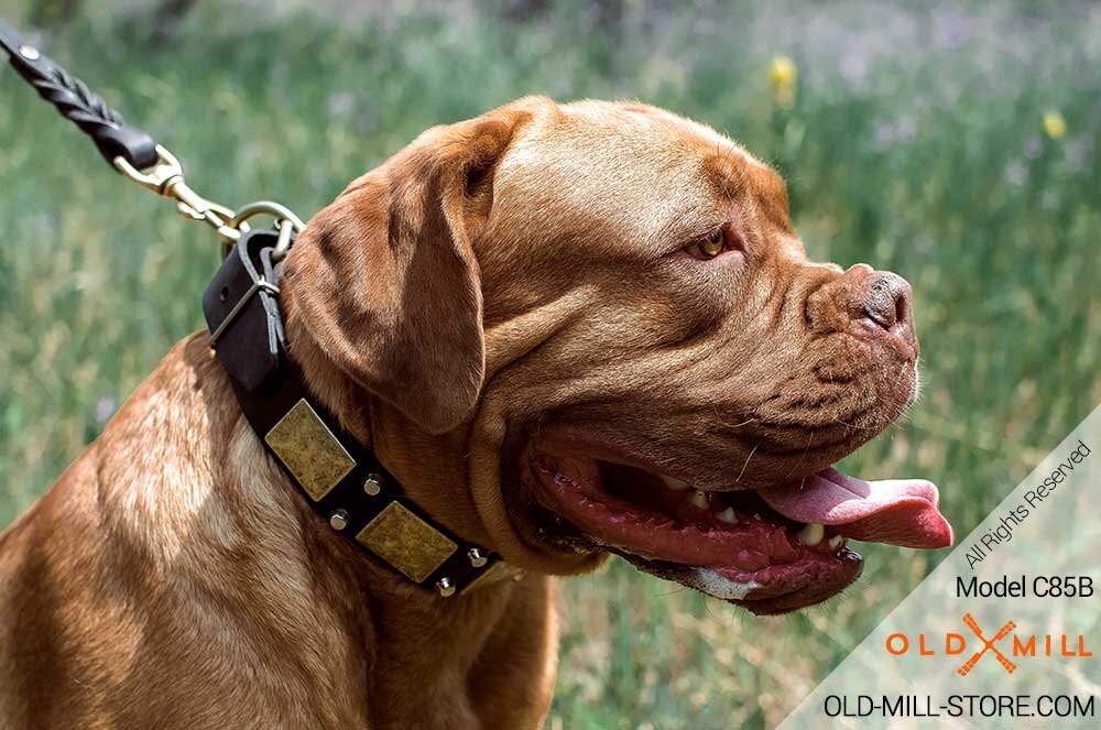 french mastiff collars
