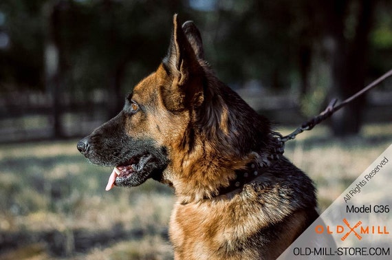 chain collar for german shepherd