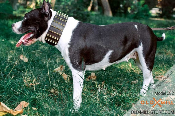 3 inch dog collar
