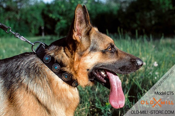 blue collar german shepherd