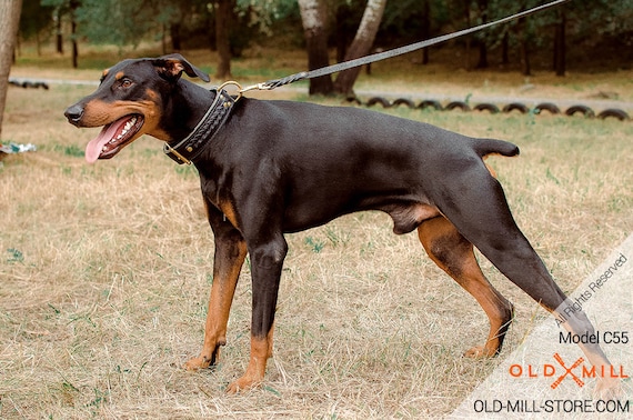 best collar for doberman