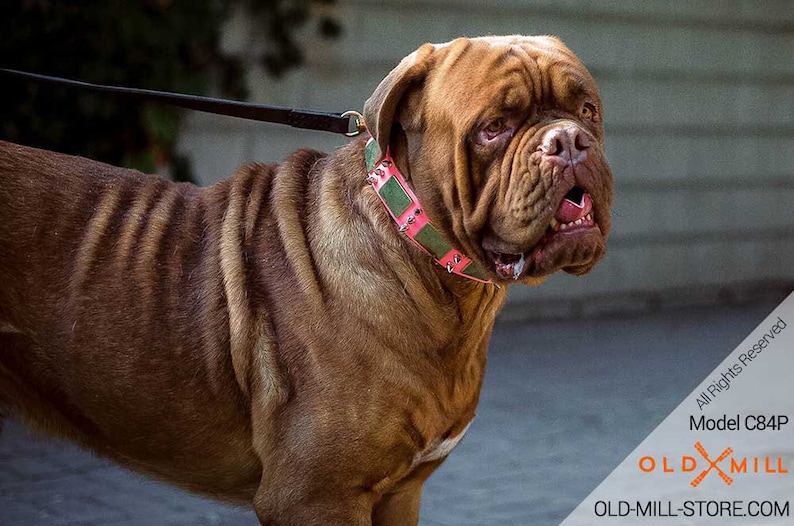 Pink Leather Dogue de Bordeaux Collar with Old Brass Massive Plates and Spikes Mastiff Collars model OldMill-C84P
