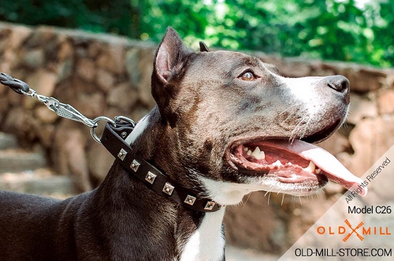 Collier de chien en cuir Amstaff avec des vieux clous de  Etsy