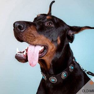 designer doberman collars