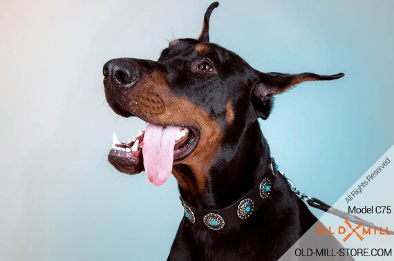 doberman diamond collar