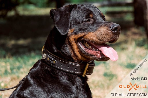 rottweiler dog collar