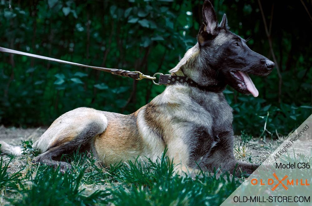 2 Mountain sheep dog collars. Hand madethick leather, hand cast brass bells, Spiked
