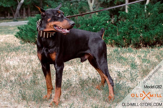 doberman gold collar