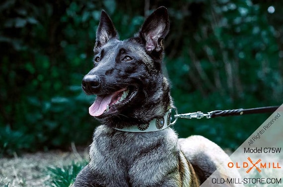 blue malinois dog