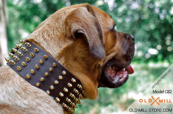Fancy Leather Cane Corso Collar 3 Inch Wide Leather Dog Collar With Gold Color Spikes Model Oldmill C82