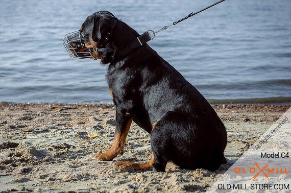 best dog collar for rottweiler