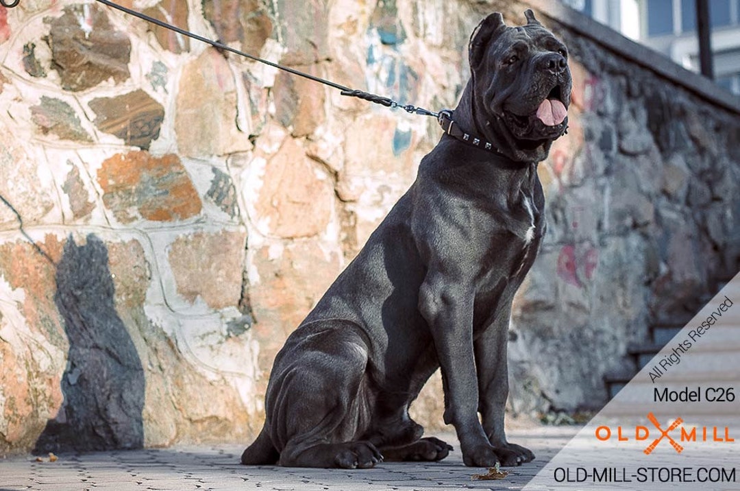 Narrow Leather Dog Collar for Cane Corso. 1 Inch Wide. Black - Etsy