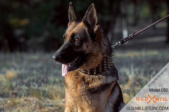 german shepherd spiked collar