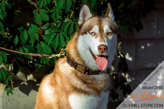 Husky collars Clearance