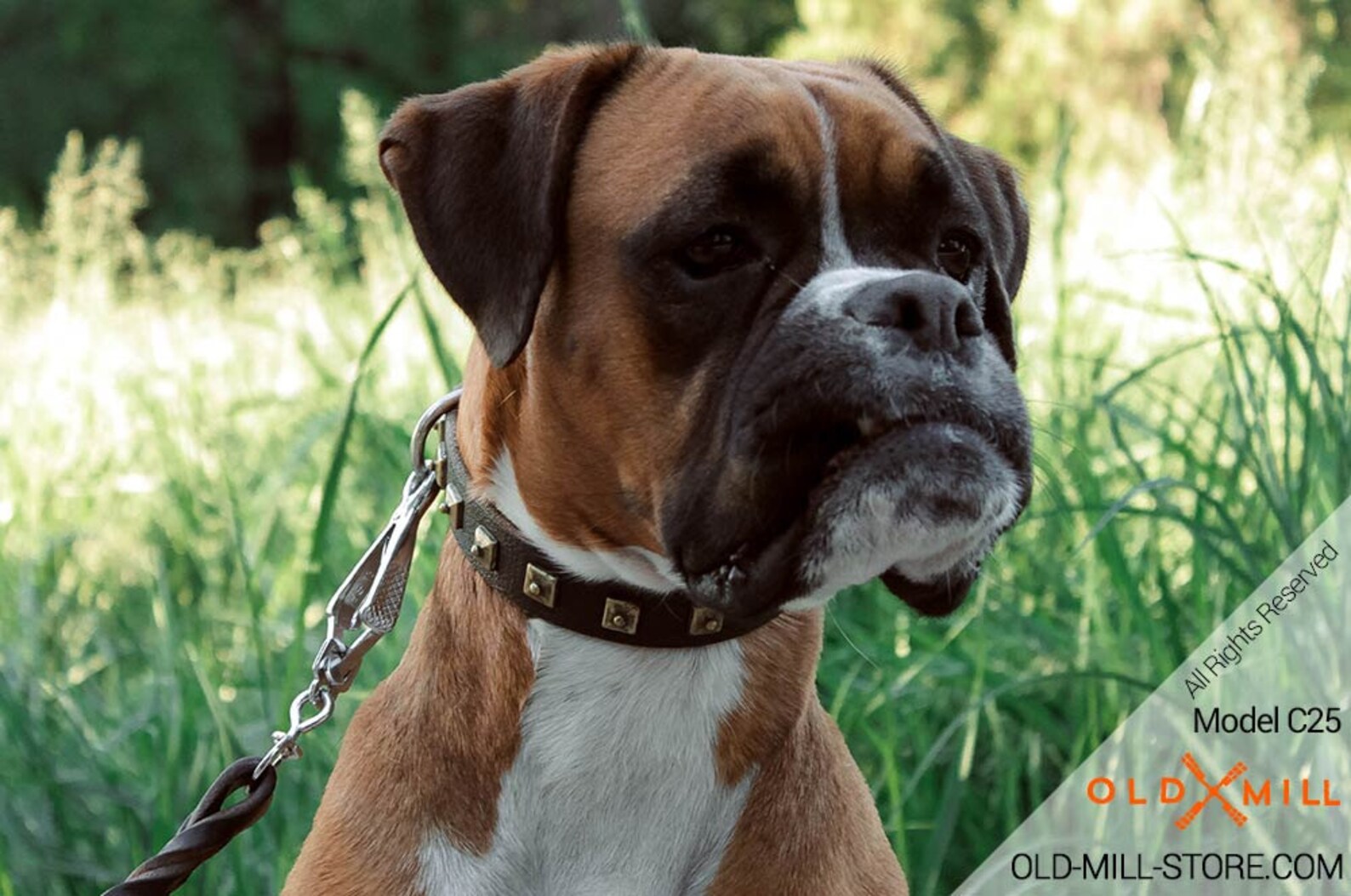 Boxer Leather Dog Collar With Square Studs 1 Inch 25 Mm Etsy
