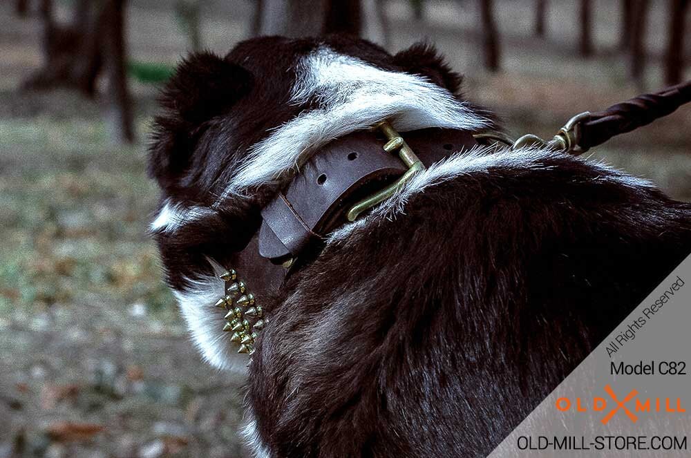 Download Central Asian Shepherd Collar. 3 inch Wide Leather Dog Collar | Etsy