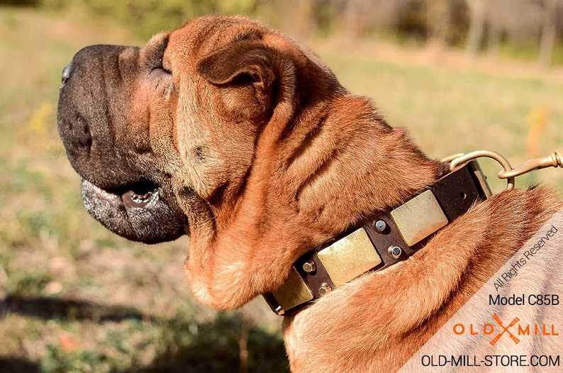 Vintage Leather Dog Collar for Shar Pei. Large Dog Collars Etsy