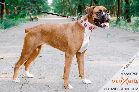 boxer puppy collar