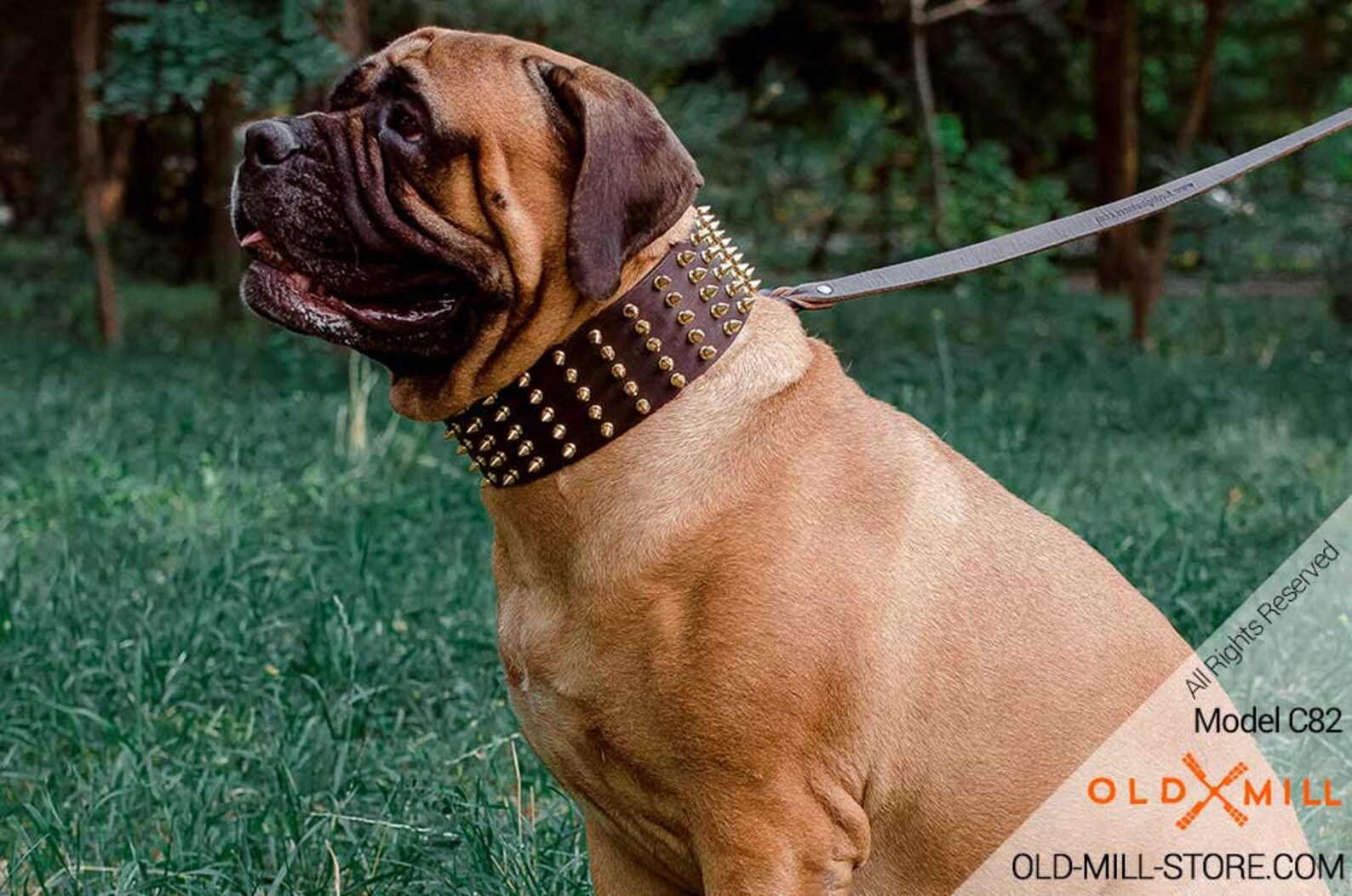 Bullmastiff Spiked Collar. 3 Inch Wide Leather Dog Collar With Etsy