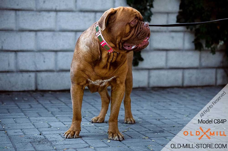 Pink Leather Dogue de Bordeaux Collar with Old Brass Massive Plates and Spikes Mastiff Collars model OldMill-C84P