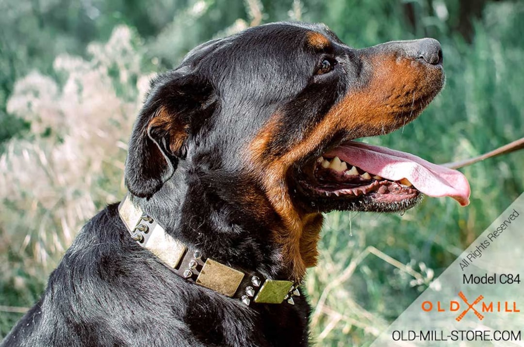 Collar de Rottweiler con picos y placas de latón. Collares de - Etsy España