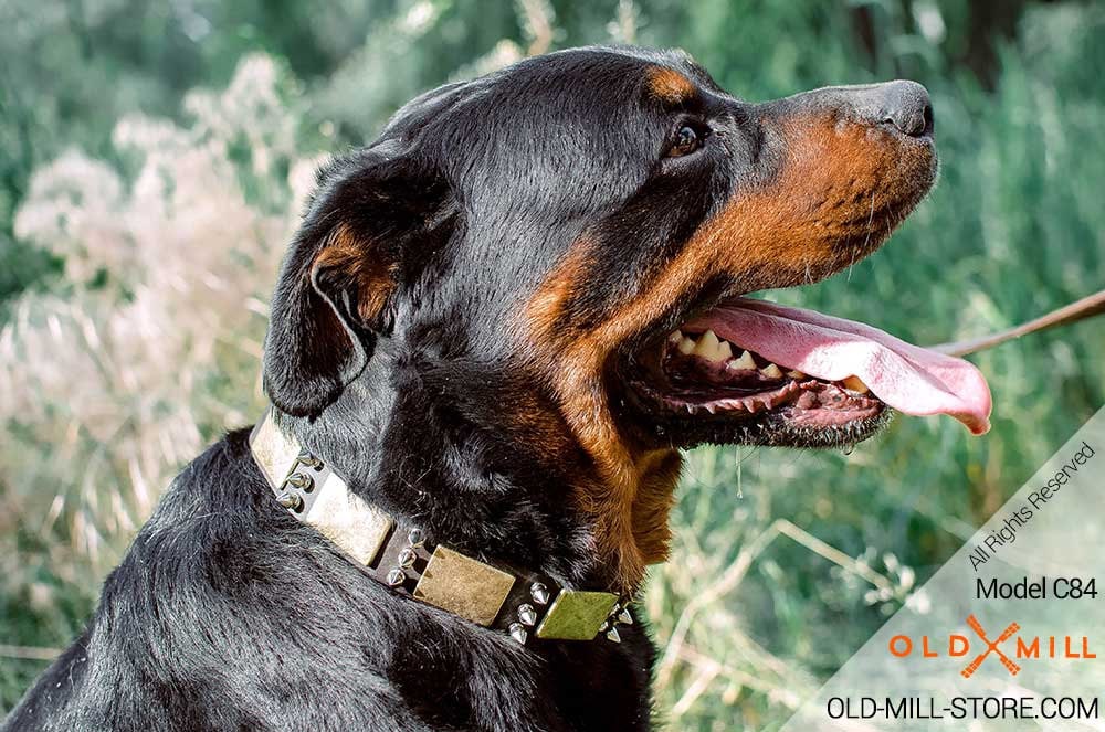 rottweiler with spiked collar