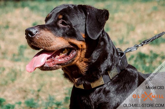 rottweiler collar chain