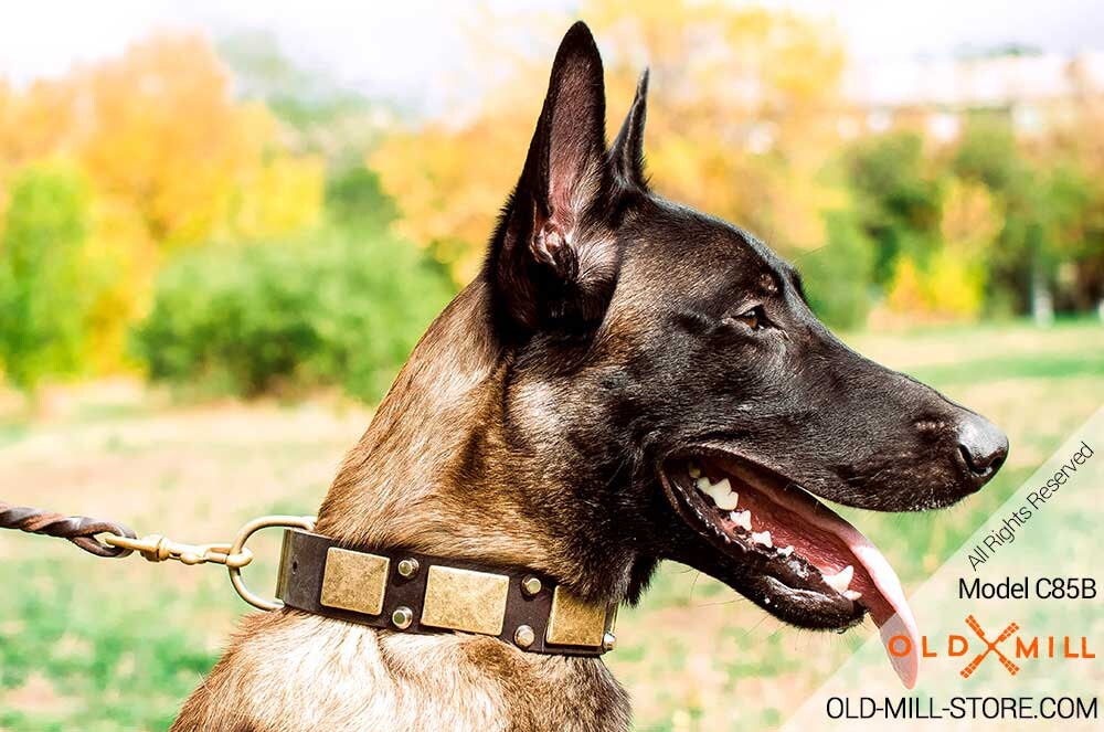 Belgian Malinois Collar with Old Brass Plates and Nickel Etsy