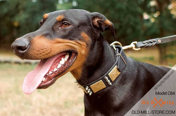 massive doberman