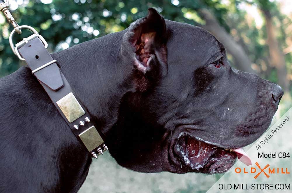 great dane collars