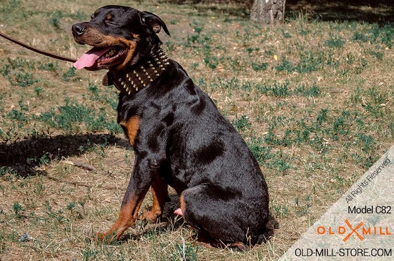 rottweiler spiked collar