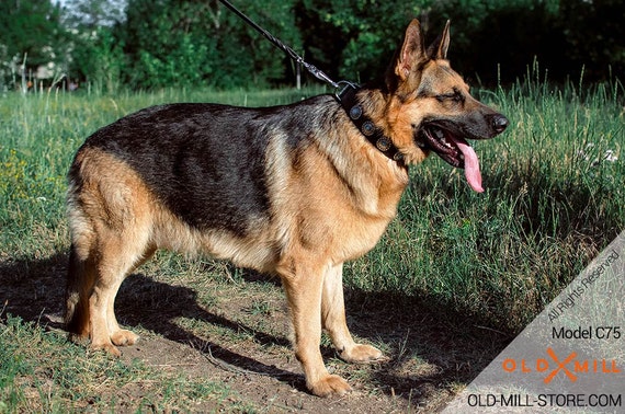 blue collar german shepherd