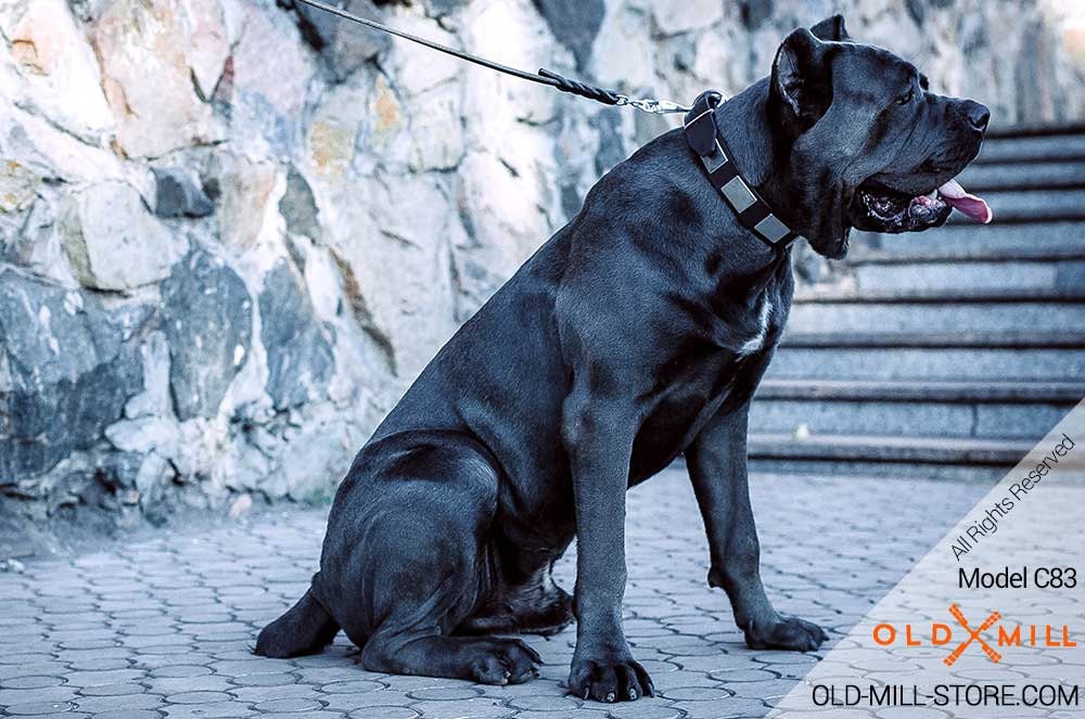 collars for cane corso