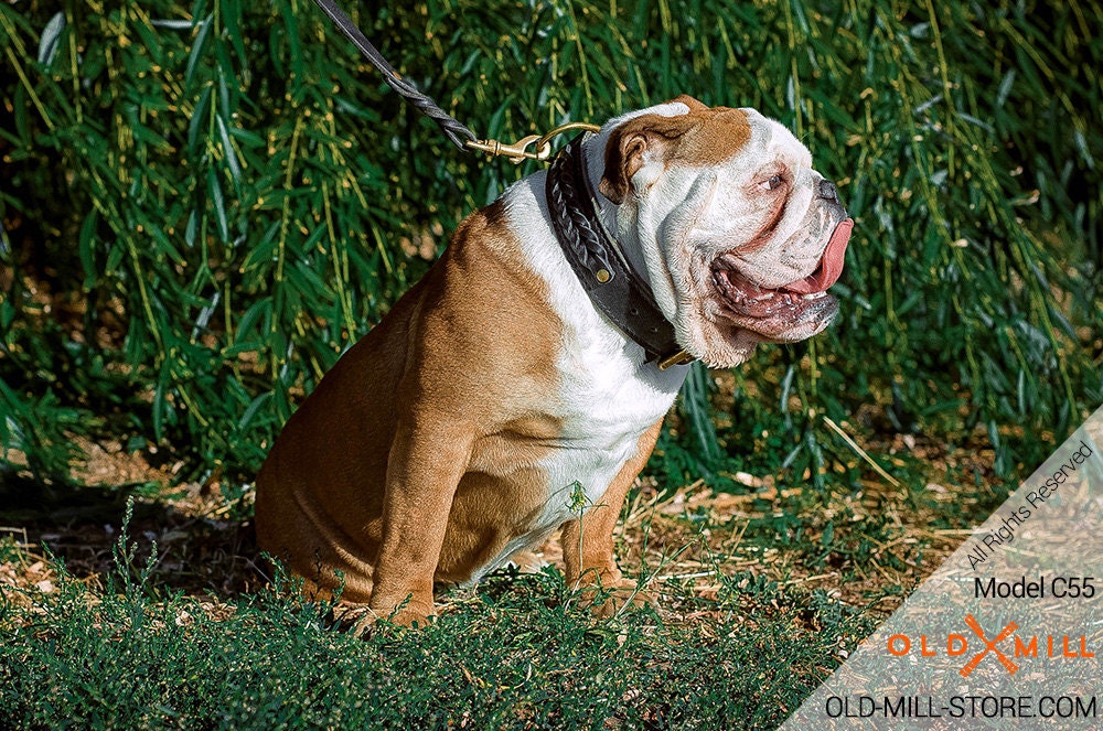 english bulldog collars