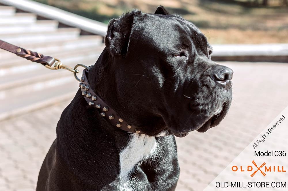 cane corso chain collar